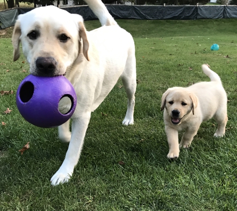 K9 Home Schooling - Chelsea, MI