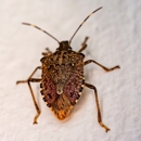 Sure Thing Pest Control