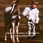 Cheyenne Arabians Pony Rides & Petting Zoo
