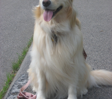 Lovin' My Leash - Canton, MA