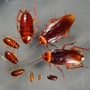 Xtreme Pest Control & Termite