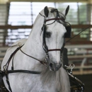 Argent Sky Equestrian Training Center Inc. - Horse Breeders