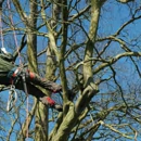 Affordable Tree Removal - Tree Service