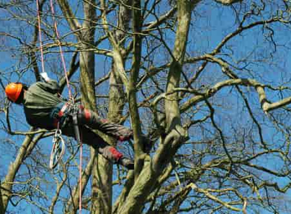 Affordable Tree Removal - Princeton, NJ