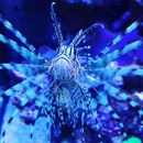 The Reef Shoppe - Aquariums & Aquarium Supplies