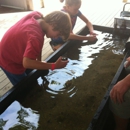 Maria Mitchell Assn - Public Aquariums