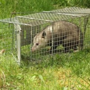 ASAP Wildlife Control - Animal Removal Services