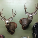 Timberwolf Taxidermy