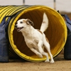 Cowtown Dog Sports gallery