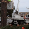 Central City Tree & Landscape Services gallery