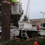 Central City Tree & Landscape Services