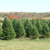 L & M Tree Farm gallery