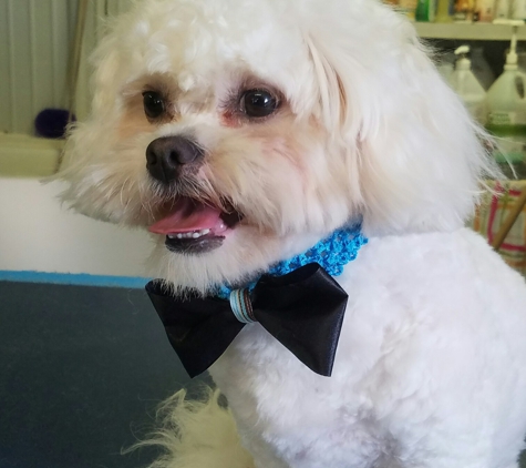 Hollie's Pet Paradise - Decatur, IL. Turned  out sweet and handsome .I hope to see Charly  man agin������������