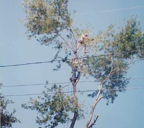 Lopez Tree Trimming - Kingsville, TX