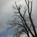 1st Choice Tree Service - Tree Service