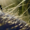 Bed Bug Solutions gallery