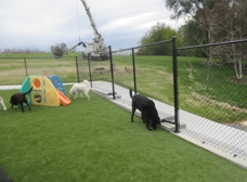 Dog Daycare in Davenport, IA  Animal Family Veterinary Care Center