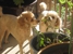 Gulf Coast Animal Eye Clinic PC - Veterinarians