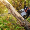 The Davey Tree Expert Company gallery