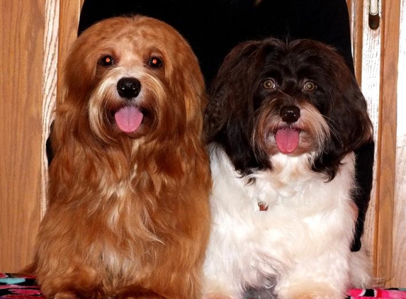 Cupids Havanese - Waynesville, OH. Cupids Havanese Ohip "penny" and "Cuba"