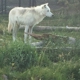 Grizzly & Wolf Discovery Center