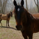 Honey Lee Ranch