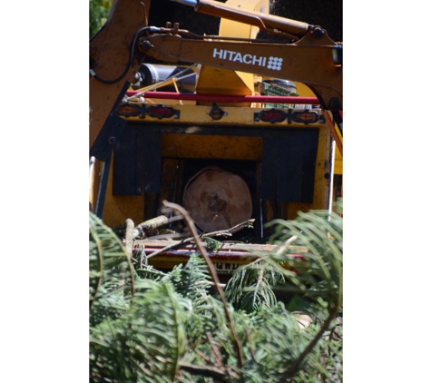Treebiz Tree Services - Harlaxton, QLD. All aspects of tree work