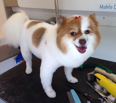 Lucky Dog Grooming - Plano, TX