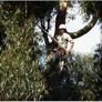 One Tripp Tree Service - San Diego, CA