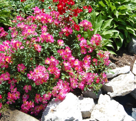 Irvington Landscape Inc./Plant Health Concepts LLC - Greenfield, IN