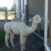 Northern Solstice Alpaca Farm gallery