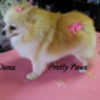 Pretty Paws Pet Grooming gallery