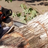 Royal Tree Service gallery