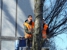 Chop Chop Tree - Tree Service