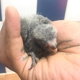 African Greys 91O.613.O433 Bengal Kittens Capuchin Marmoset Finger Monkeys