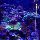 Memfish - Pet Stores