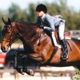 Horse Courses Online