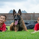 Von Lotus Haus Dogs - Dog Training