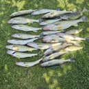 TheFishaholic/LakeErie Sport Fishing. - Boat Tours