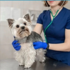 Mililani Town Center Pet Clinic