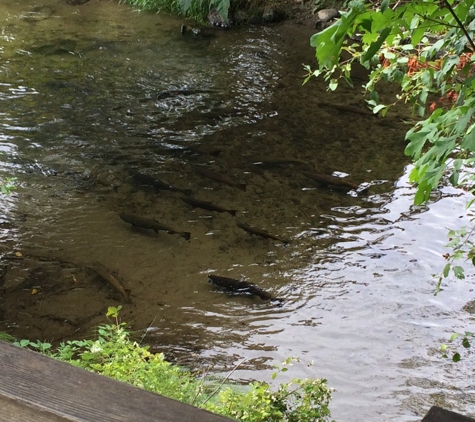 Issaquah State Salmon Hatchery - Issaquah, WA