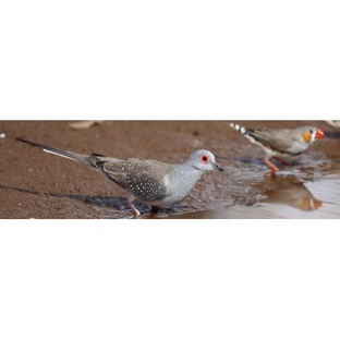 Low Ecological Services Pty Ltd - Connellan, NT