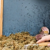 Bugman Pest Control & Mole gallery