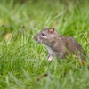 All Star Pest Control gallery
