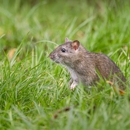 All Star Pest Control - Pest Control Equipment & Supplies