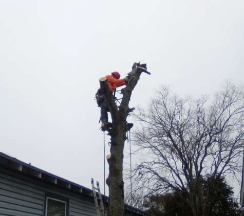 PAULS TREE SERVICE - Dickinson, TX. Tree removal next to 2 houses