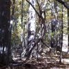 Coastal Pine Straw & Forestry Mowing gallery