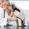 Forever Vets Animal Hospital gallery