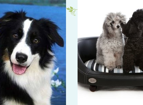 Homebush Boarding Kennels & Cattery - Homebush, QLD. We Offer A Unique Boarding Experience For Your Beloved Pets