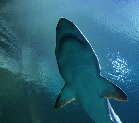 Shark Reef Aquarium - Las Vegas, NV